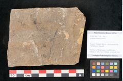 Foto (Objekt + Etikett) von Jordania moravica Helmh. (NHMW-GEO-2024-0188-11136)
